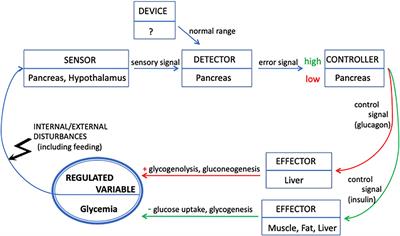 Glycemia Regulation: From Feedback Loops to Organizational Closure